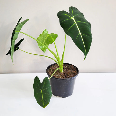 Alocasia Micholitziana - Frydek