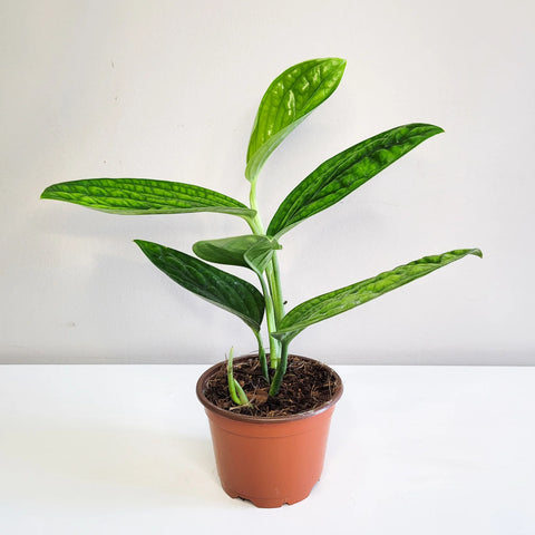 Monstera Karstenianum - Peru