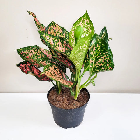 Aglaonema Commutatum - Valentine