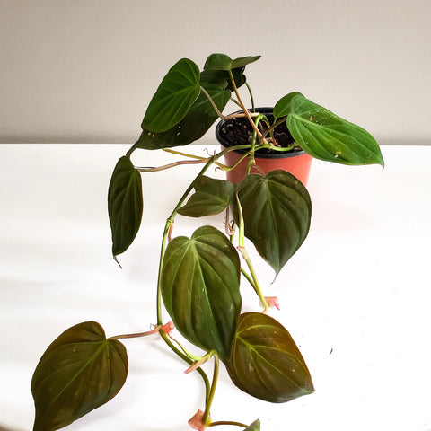 Philodendron Micans