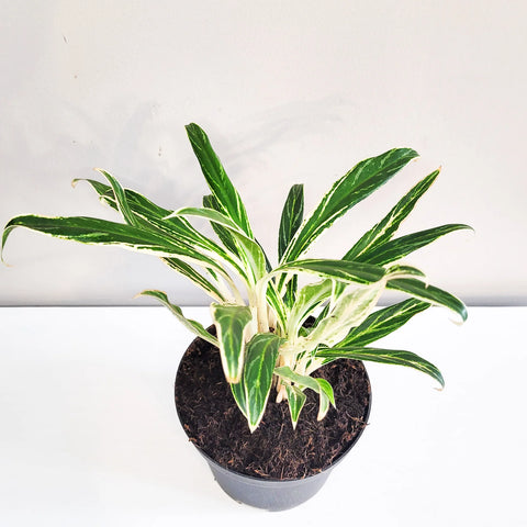 Aglaonema Commutatum - Rice