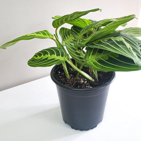 Maranta Leuconeura - Lemon Lime Prayer