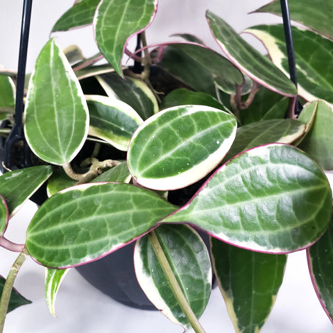 Hoya Latifolia Variegata
