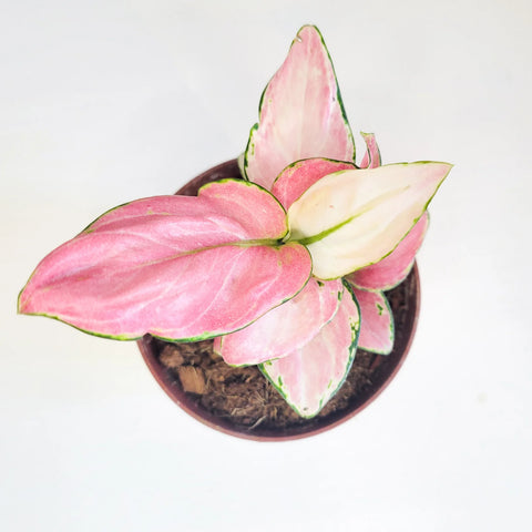 Aglaonema Pink Beauty