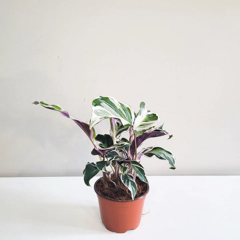 Calathea Lietzei - White Fusion