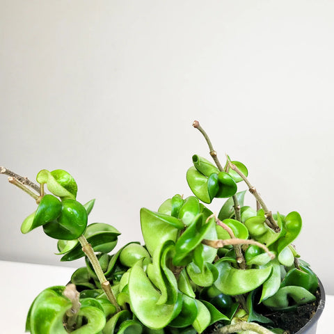 Hoya Carnosa Compacta - Hindu Rope