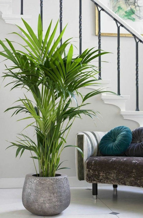 Bamboo Palm XL