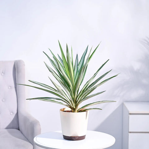 Yucca Silver