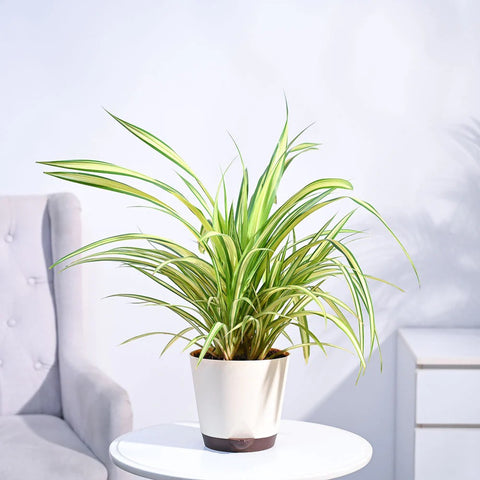 Pandanus