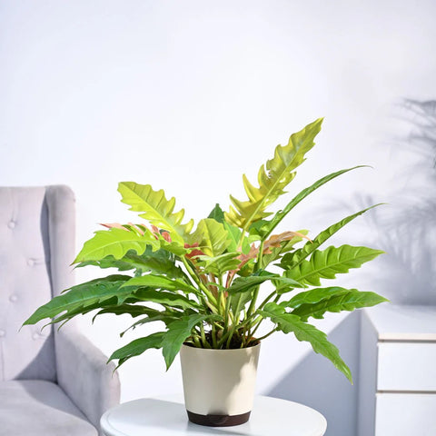 Philodendron Pluto Golden
