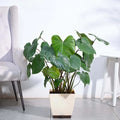 Homalomena XL