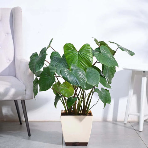 Homalomena XL