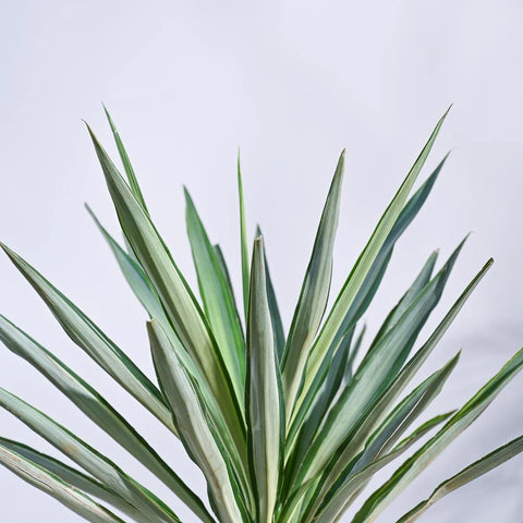 Yucca Silver