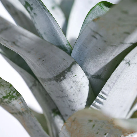 Aechmea Fasciata