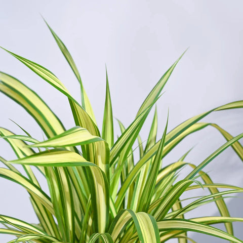 Pandanus