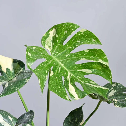 Monstera Deliciosa - Thai Constellation XL