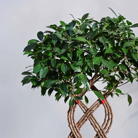 Ficus Microcarpa - Netted XL