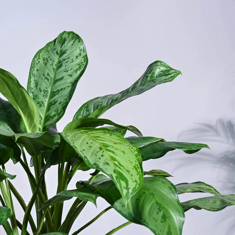 Aglaonema Dove Plant XL