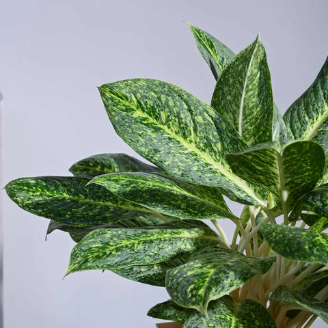 Aglaonema Butterfly XL