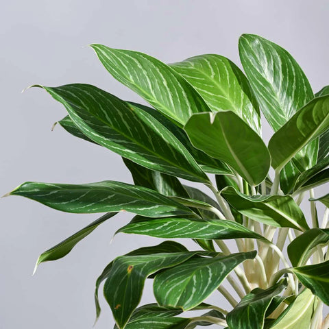 Aglaonema Stripes XL