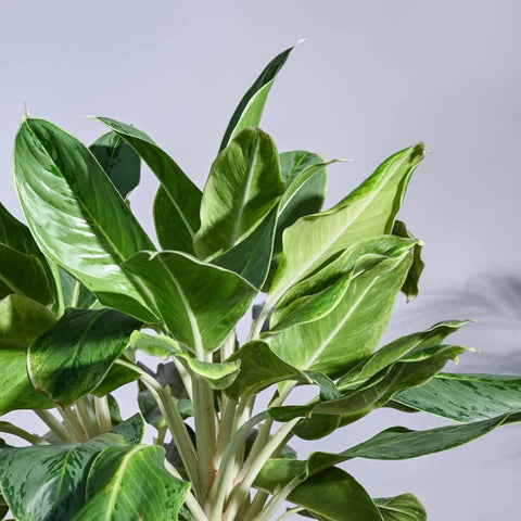 Aglaonema Ice Plant XL