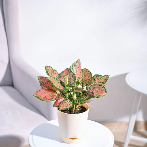 Aglaonema Pink Beauty