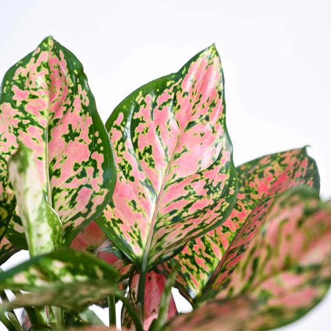 Aglaonema Pink Beauty