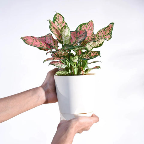 Aglaonema Pink Beauty