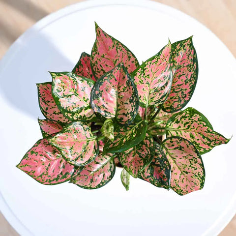 Aglaonema Pink Beauty