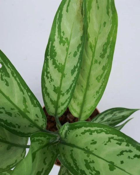 Aglaonema Commutatum - Silver Queen