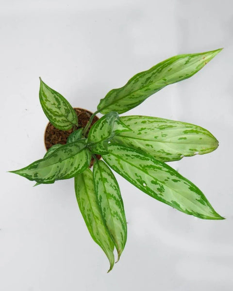 Aglaonema Commutatum - Silver Queen