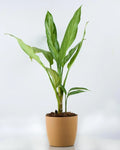 Aglaonema Commutatum - Silver Queen