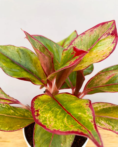 Aglaonema Siam Aurora