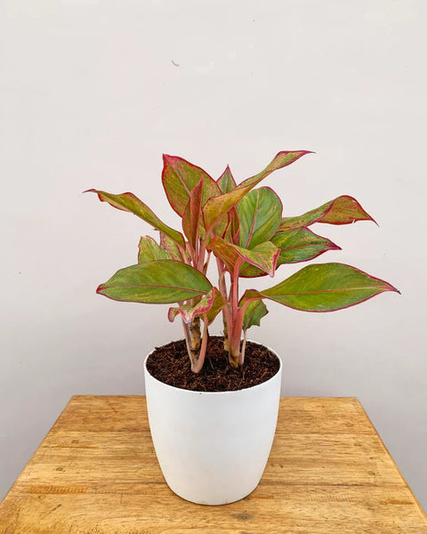 Aglaonema Siam Aurora