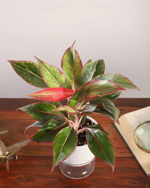 Aglaonema Siam Aurora