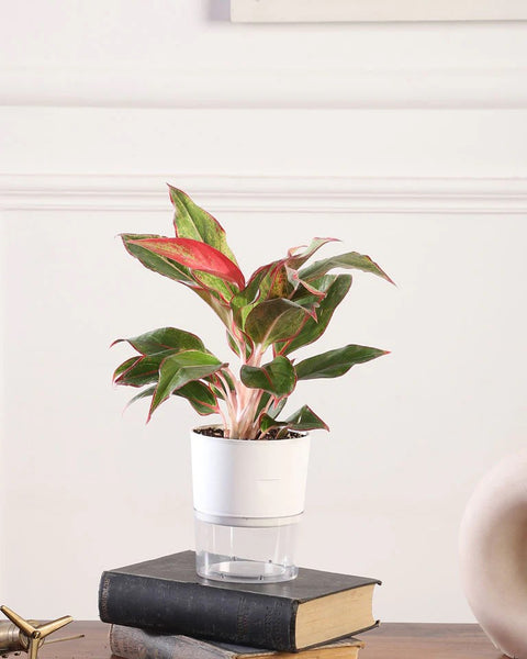 Aglaonema Siam Aurora