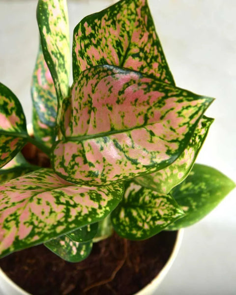 Aglaonema Pink Beauty