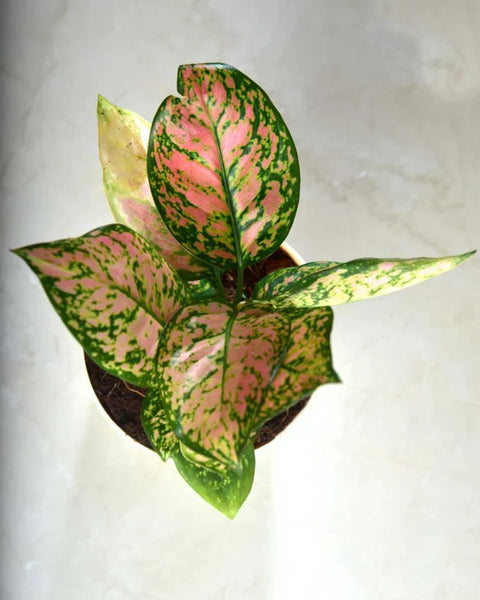 Aglaonema Pink Beauty