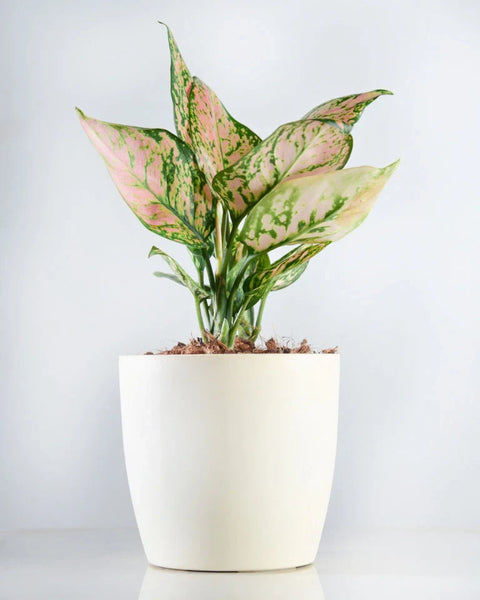 Aglaonema Pink Beauty