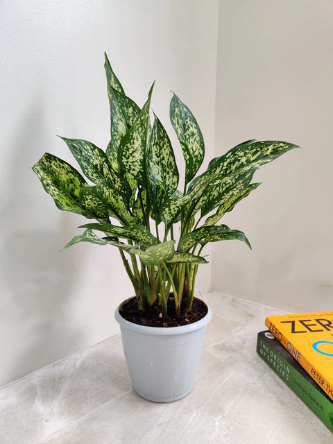 Aglaonema Snow White