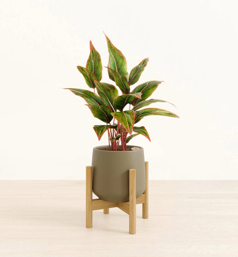 Aglaonema Siam Aurora