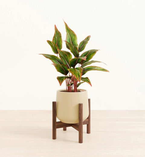 Aglaonema Siam Aurora