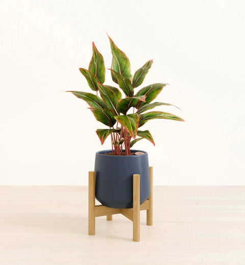 Aglaonema Siam Aurora