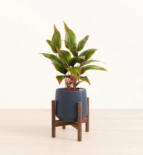 Aglaonema Siam Aurora