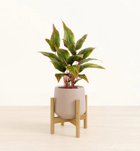 Aglaonema Siam Aurora