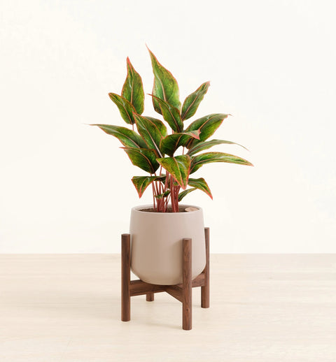 Aglaonema Siam Aurora