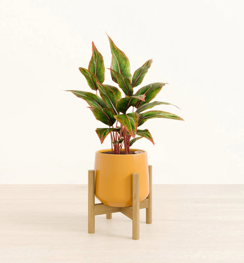 Aglaonema Siam Aurora
