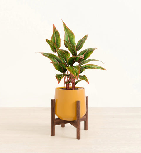 Aglaonema Siam Aurora