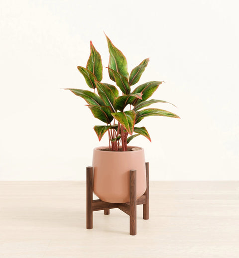 Aglaonema Siam Aurora