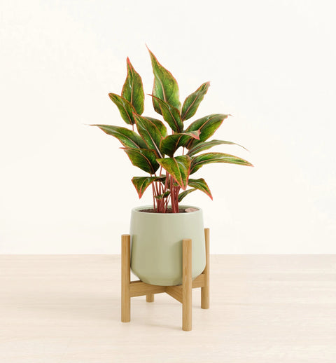 Aglaonema Siam Aurora